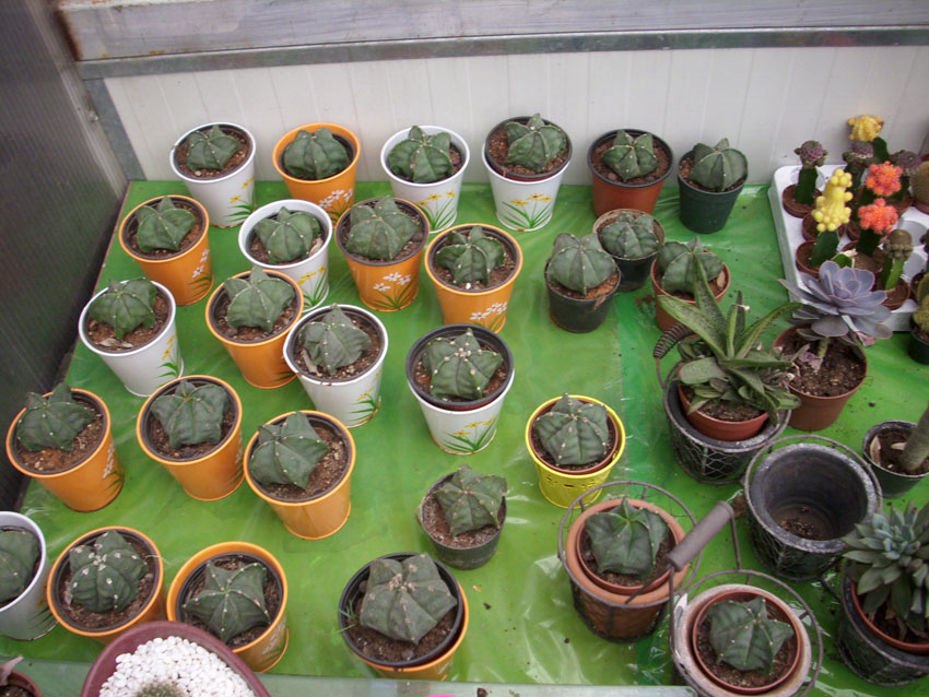 St Elie Flowers lebanon,Florists in lebanon, lebanon florists, flowers in lebanon, lebanon flowers, flower shops in lebanon, lebanon flower shops, send flowers in lebanon, wedding flowers in lebanon, lebanon wedding flowers, wedding bouquets in lebanon, bridal bouquets in lebanon, brdie bouquet in lebanon, roses in lebanon, tulips in lebanon, flower arrangements in lebanon, baby flower arrangement in lebanon, new born flower arrangements in lebanon, flower gifts in lebanon, birthday flower arrangement in lebanon, valantines roses in lebanon, valentines flower arrangements in lebanon, valentine gifts in lebanon, flower shop in lebanon,plants nursery in lebanon, landscaping in lebanon, Nursry plants, flowers, landscaping, wedding flowers, bouquets for all occasions, valentines roses, mothers day roses, newly born baby flowers, plants in pots, plants for the garden, money tree, bonsai tree